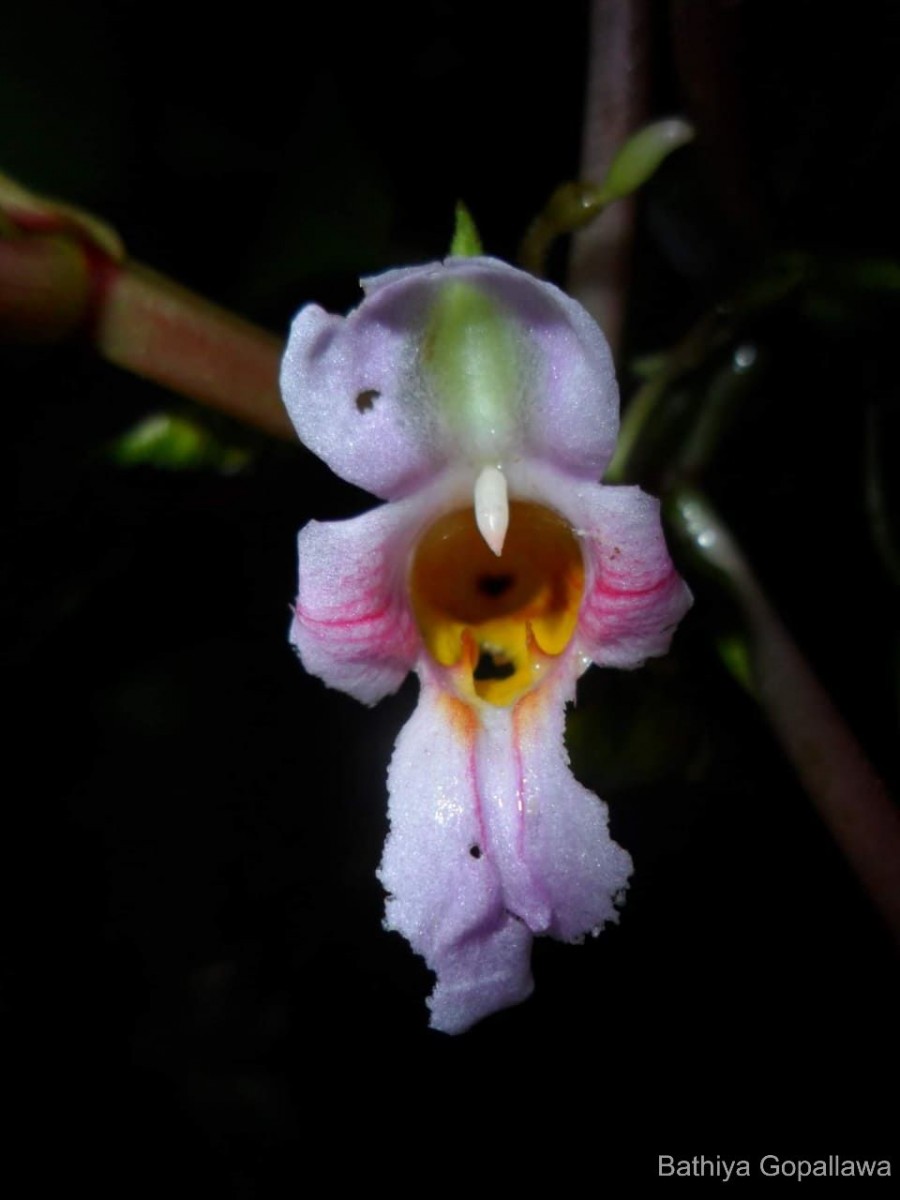 Impatiens taprobanica Hiern